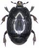 Margarinotus ignobilis